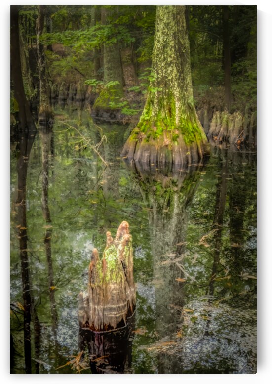 Cypress Tree Swamp Knees by Norma Brandsberg Photography