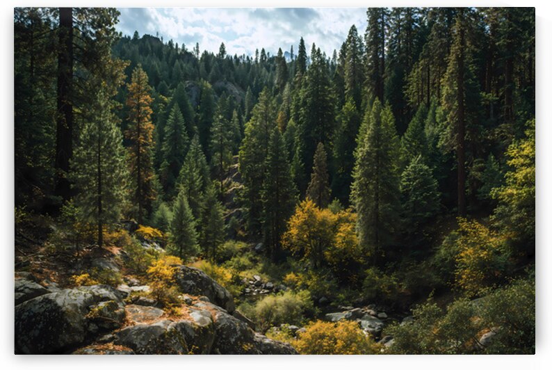 forest landscape 1 by Infinite Wall Art