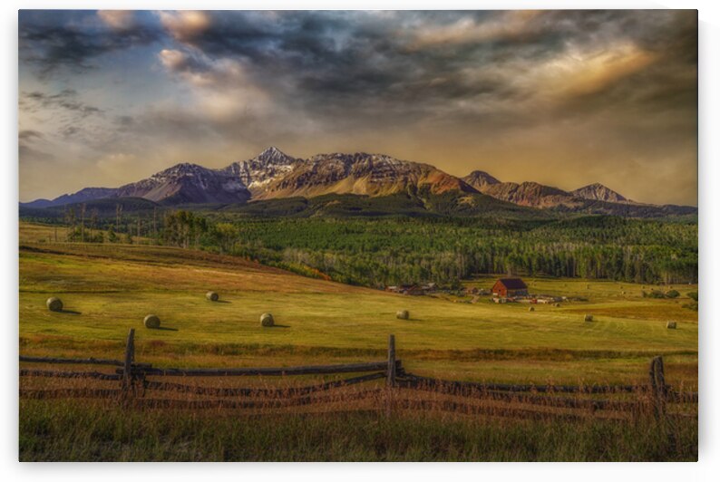 Winters Feed by Susan Humphrey Art