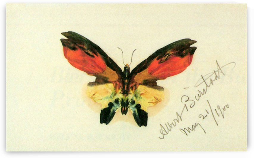 Butterfly 2 by Bierstadt