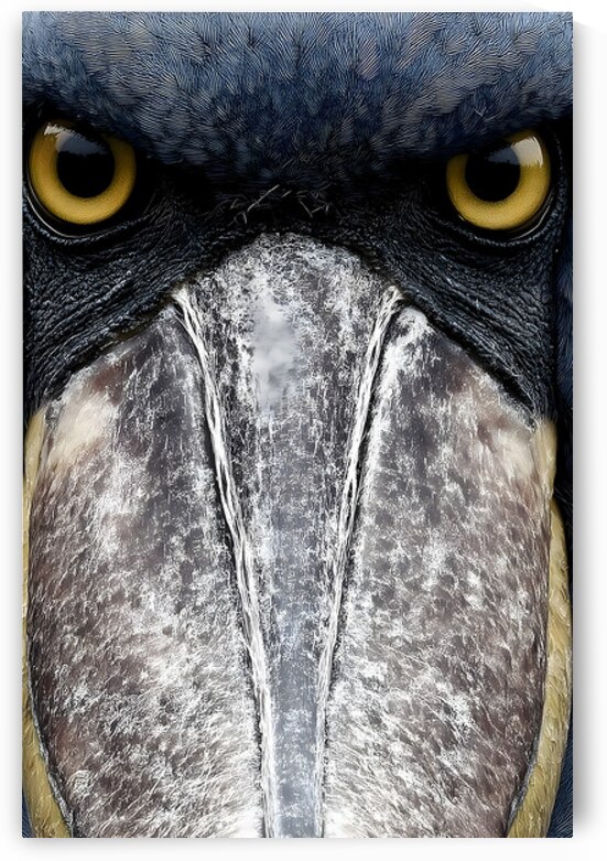 Prehistoric Stare – Present Day Shoebill Print by Savage Art Prints