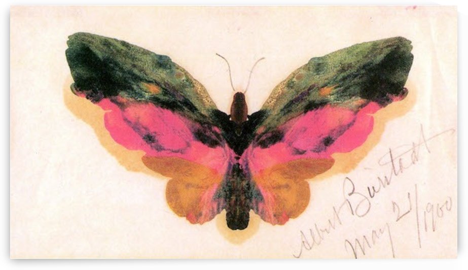 Butterfly by Bierstadt