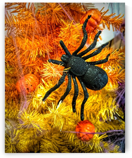 Fall Spider on Orange Tree for Halloween by Bill Swartwout Photography