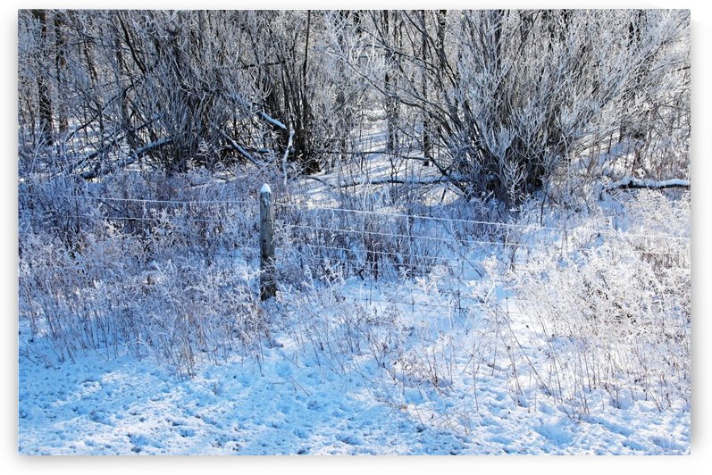 Winter Frost by Deb Oppermann