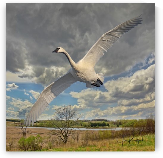 Swan on the Wing by Jim Radford