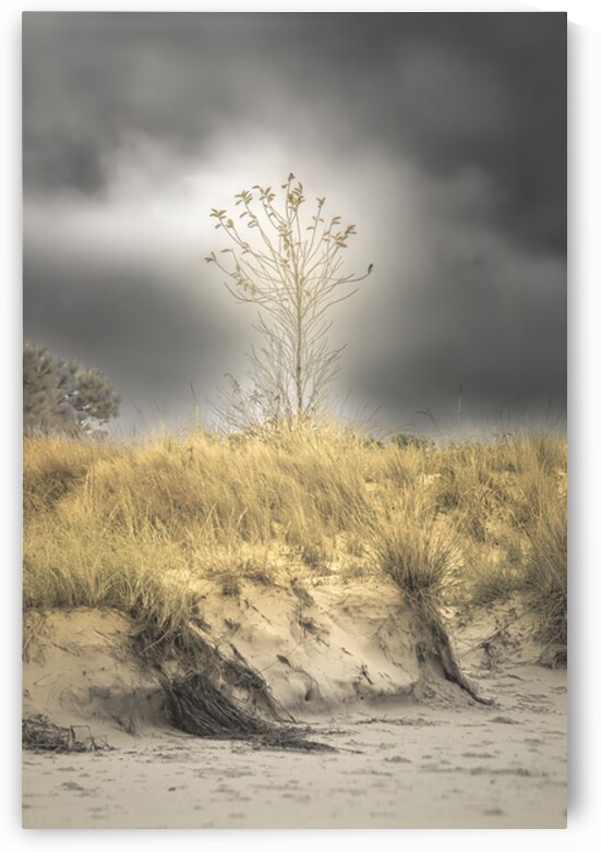 Virginia Beach Lonely Sand Dune Tree by Norma Brandsberg Photography