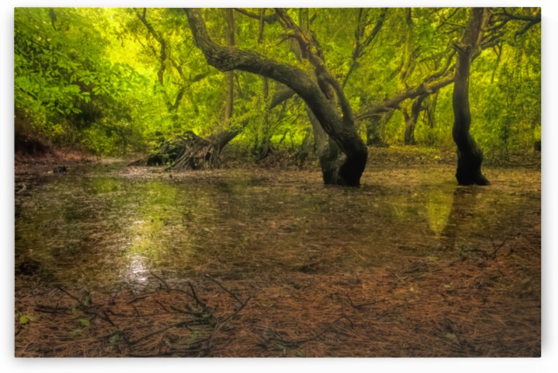 Dawn Forest Swamp Reflection by Norma Brandsberg Photography