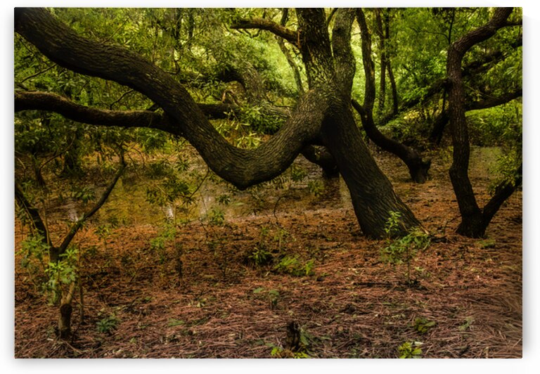 Gnarly Forest Trees by Norma Brandsberg Photography