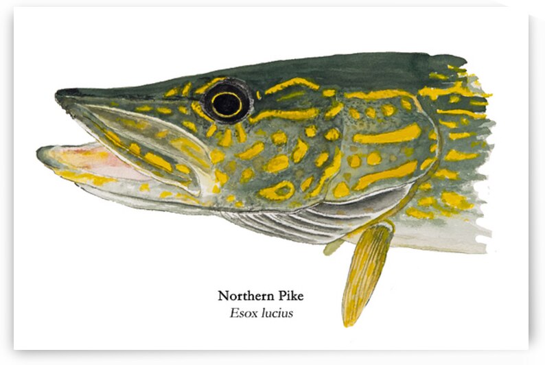 Northern Pike Painting by Stephen Emms