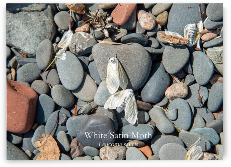 White Satin Moth Print by Stephen Emms