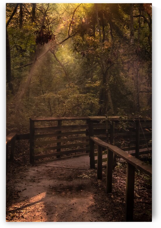 Virginia Cypress Forest Reflections by Norma Brandsberg Photography