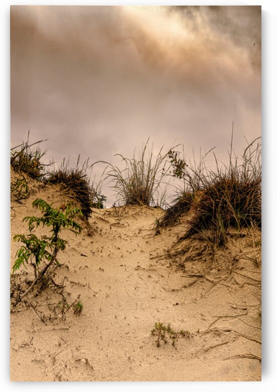 Sandy Path Through the Dunes by Norma Brandsberg Photography