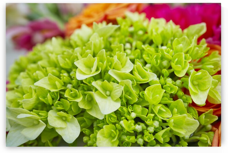 Green Hydrangea With Pink and Peach by Iris H Richardson