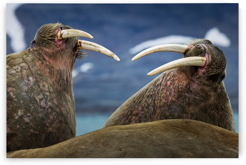 SIBLING QUARRELS by Doug Sturgess