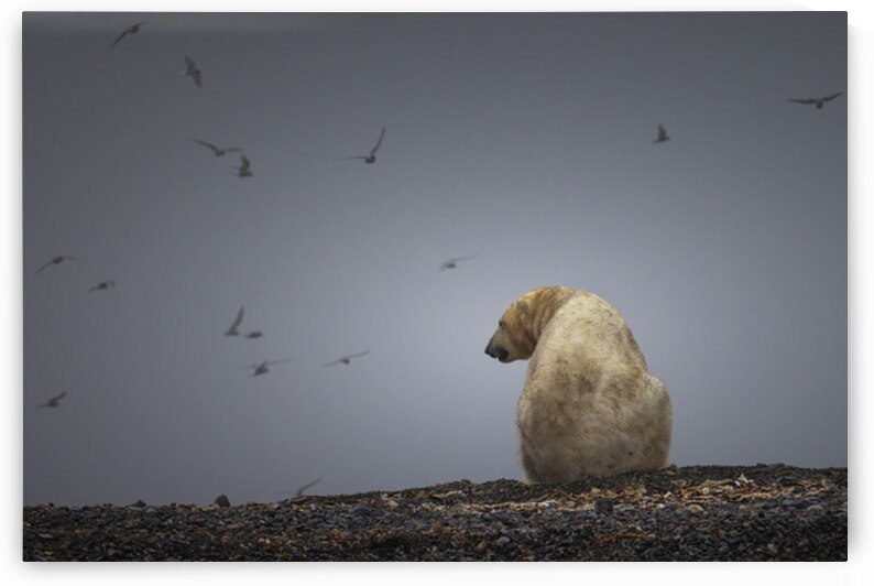 SOLITUDE OF THE ARCTIC KING by Doug Sturgess