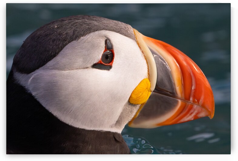 THE CONTEMPLATIVE PUFFIN by Doug Sturgess