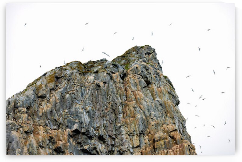 THE LIVING CLIFF by Doug Sturgess