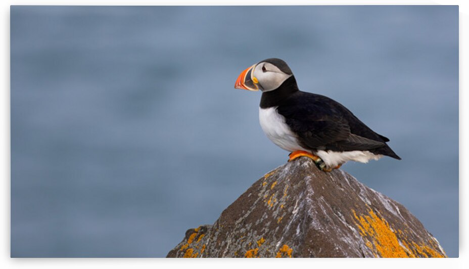 BETWEEN SEA SKY by Doug Sturgess