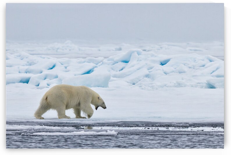 EMPRESS OF THE ARCTIC 3 by Doug Sturgess
