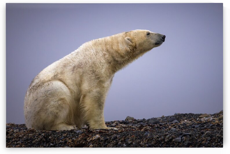 THE TASTE OF COLD AIR by Doug Sturgess