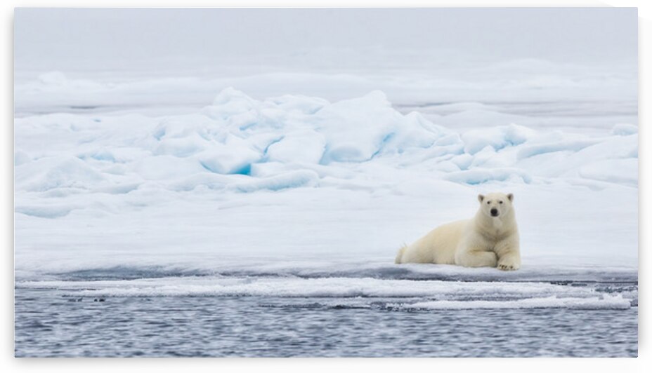EMPRESS OF THE ARCTIC by Doug Sturgess