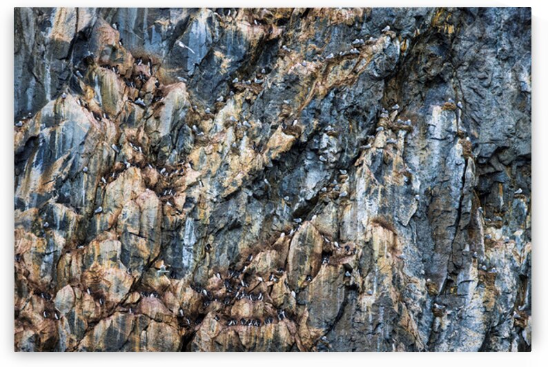 CLIFF COLONIES by Doug Sturgess