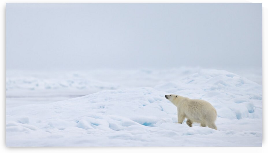 EMPRESS OF THE ARCTIC 8 by Doug Sturgess