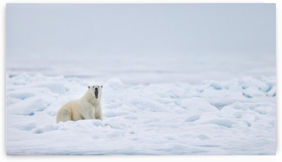 EMPRESS OF THE ARCTIC 7 by Doug Sturgess