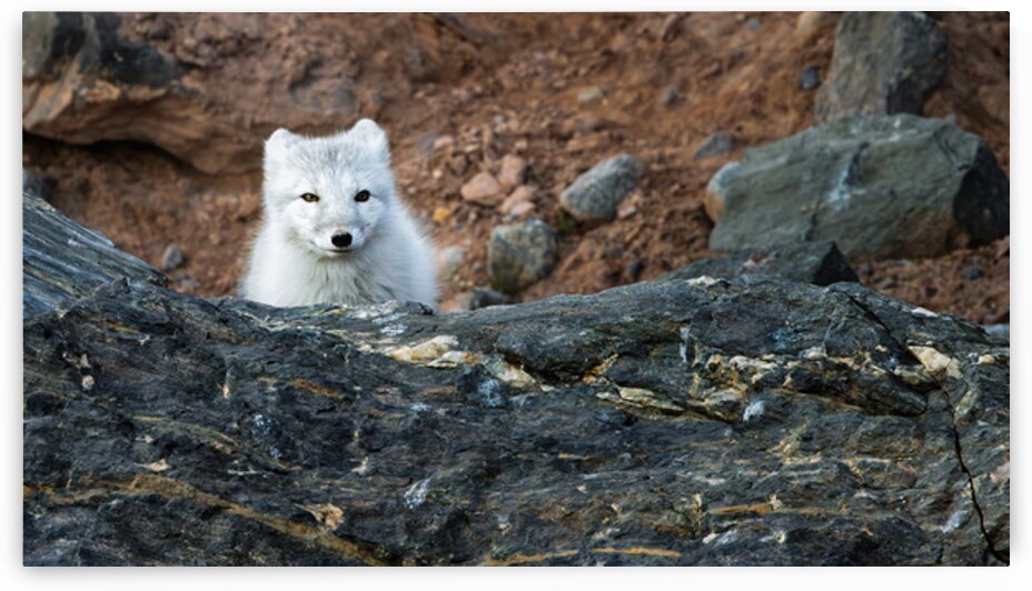 THE QUIET HUNT by Doug Sturgess