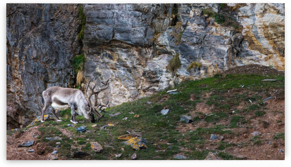 SANTAS REINDEER by Doug Sturgess