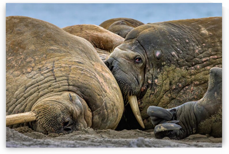 WHAT ARE YOU LOOKING AT by Doug Sturgess