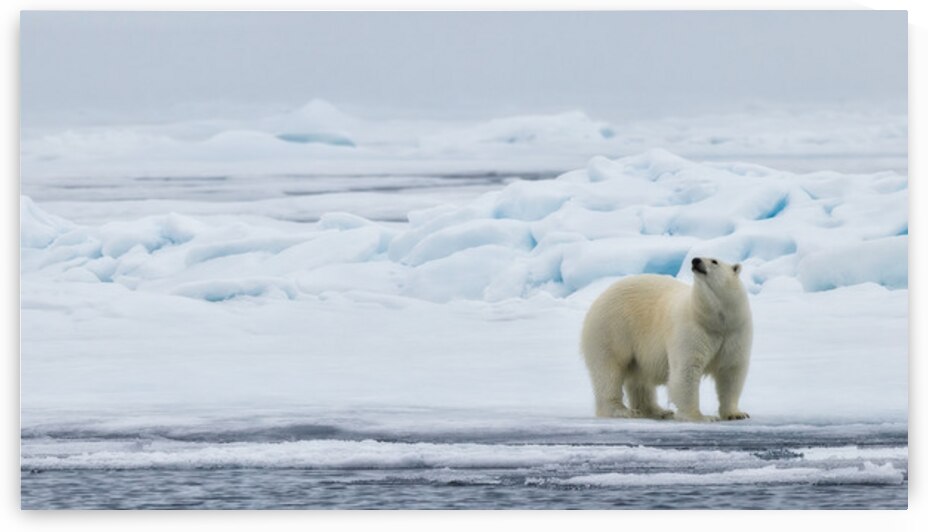 EMPRESS OF THE ARCTIC 2 by Doug Sturgess