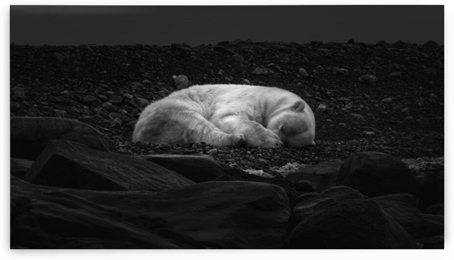 DREAMING OF ICE by Doug Sturgess