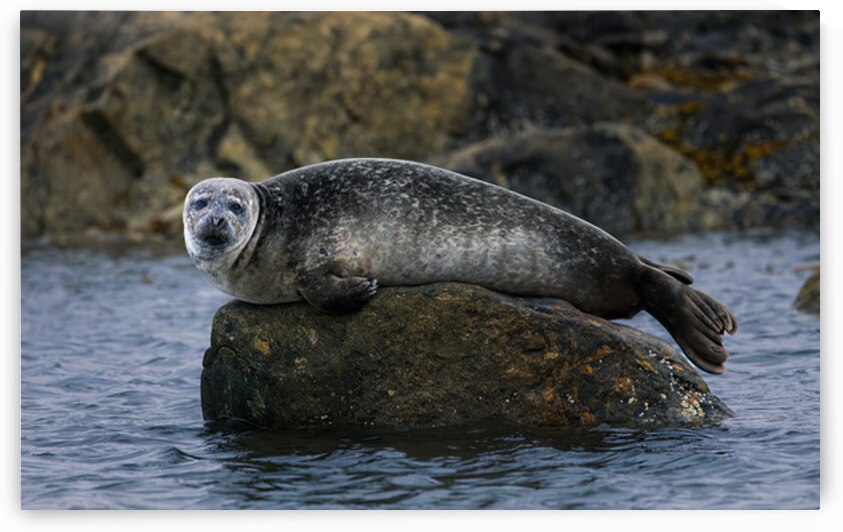 THE ROCK S KEEPER by Doug Sturgess