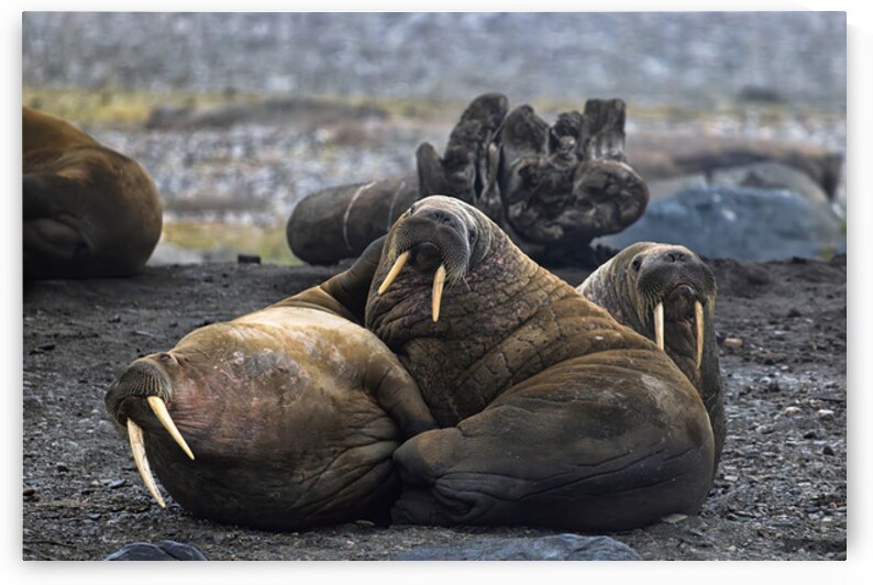 WALRUS TRIO by Doug Sturgess