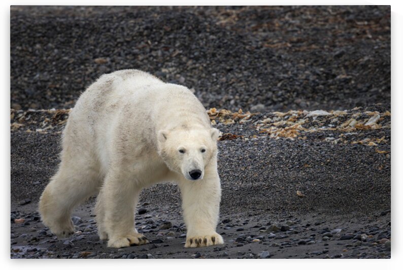 ARCTIC MAJESTY by Doug Sturgess