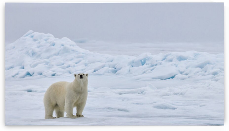 EMPRESS OF THE ARCTIC 5 by Doug Sturgess