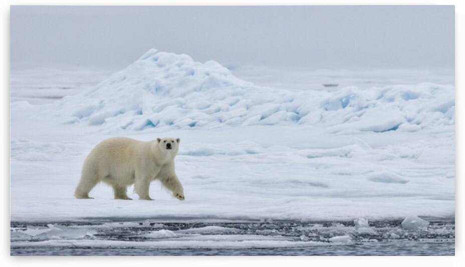 EMPRESS OF THE ARCTIC 4 by Doug Sturgess