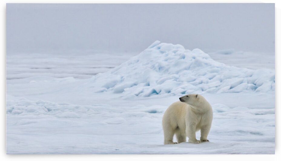 EMPRESS OF THE ARCTIC 6 by Doug Sturgess