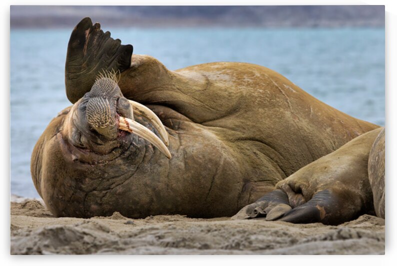 MONDAYS by Doug Sturgess