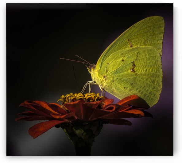 LANDING PAD by Doug Sturgess