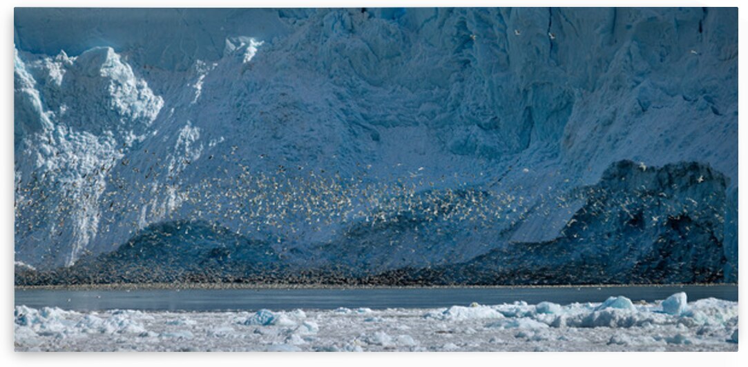 WINGS by Doug Sturgess