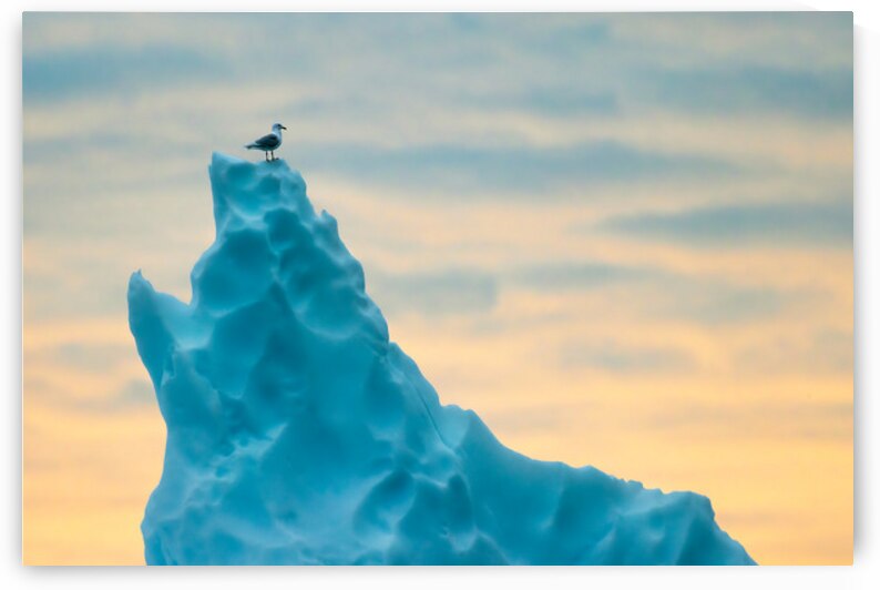 PERCHED by Doug Sturgess