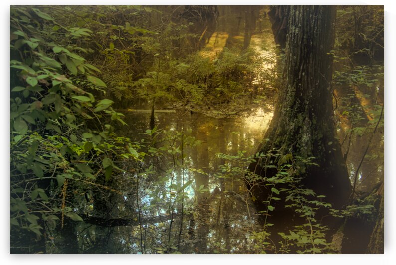 Serene Cypress Forest Sunrise Reflection by Norma Brandsberg Photography