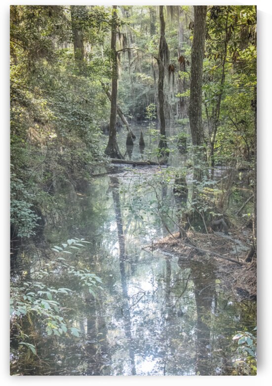 Southern Cypress Forest by Norma Brandsberg Photography