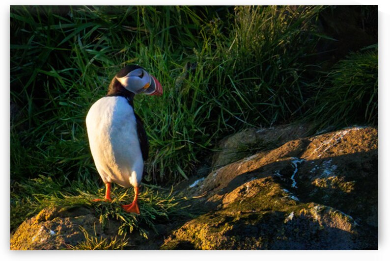 NORTH ATLANTIC PUFFIN by Doug Sturgess
