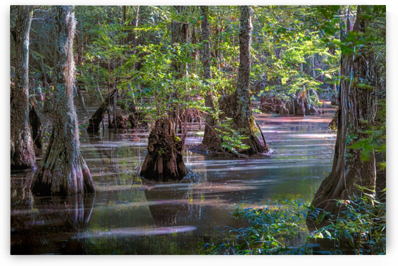 Serene Swamp Landscape with Cypress Trees by Norma Brandsberg Photography
