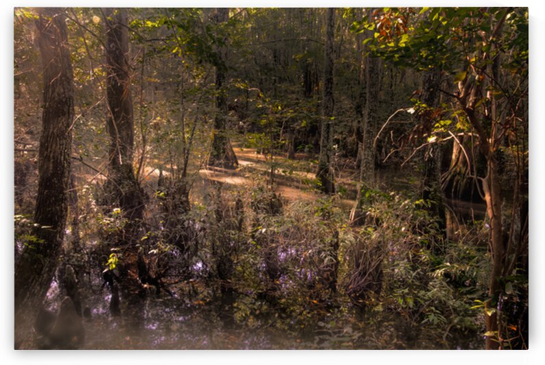 Sunlight Filtering Through Cypress Forest by Norma Brandsberg Photography