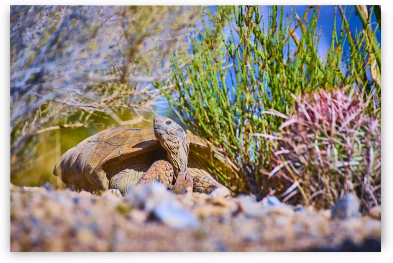 Desert Tortoise Among Native Plants in Nevada Red Rock Wilderness Habitat by Nicholas J Klein