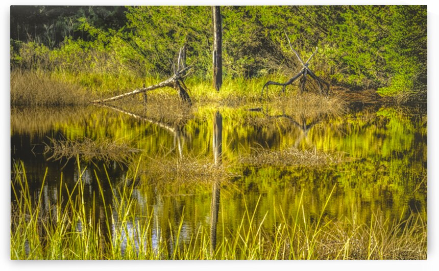 Southern Marsh Mirrored Reflections by Norma Brandsberg Photography
